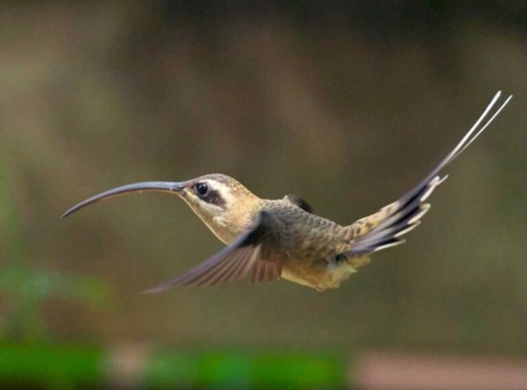 Hummingbird of Corcovado
