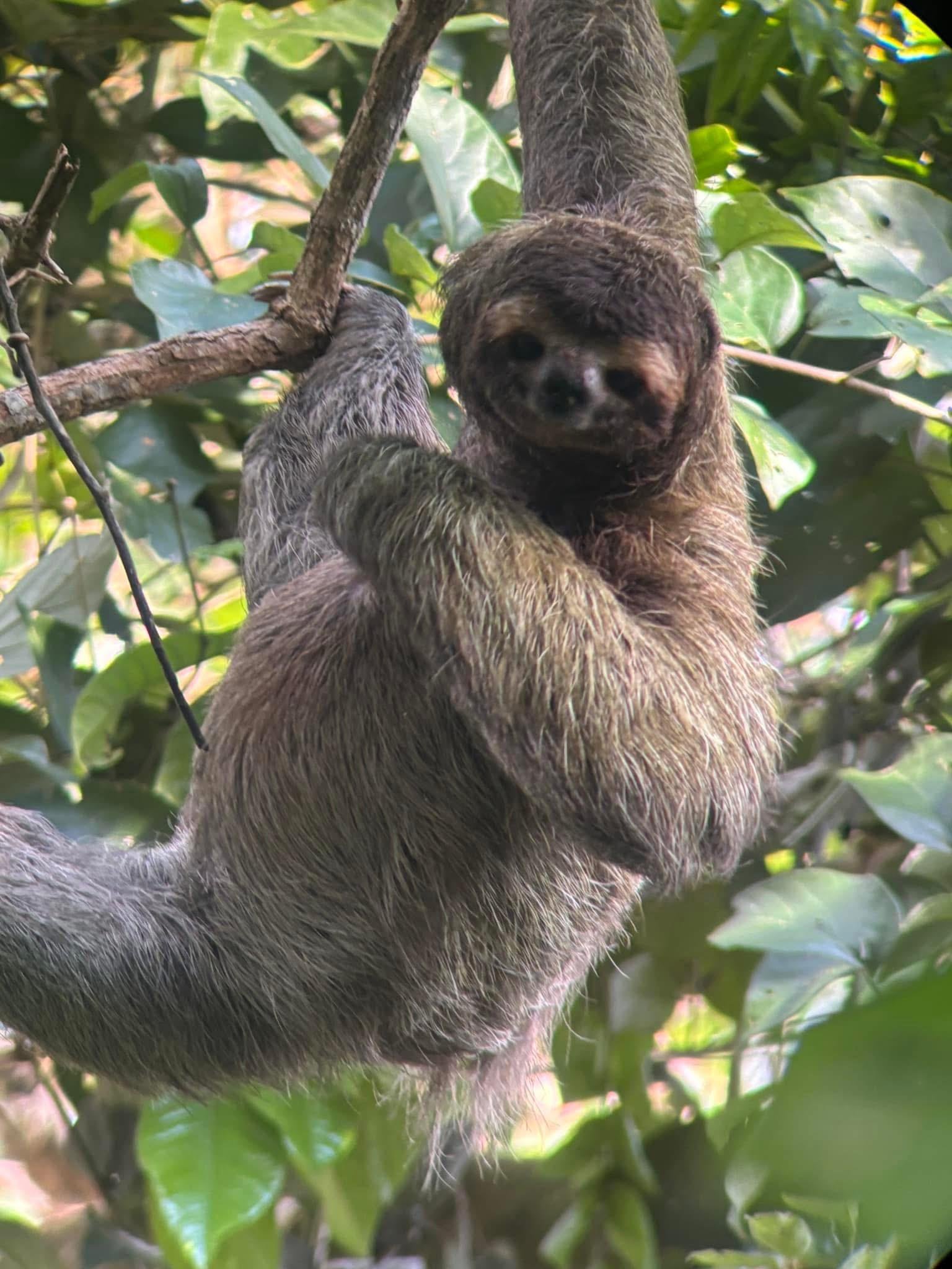 Perezoso en el bosque tropical de Corcovado