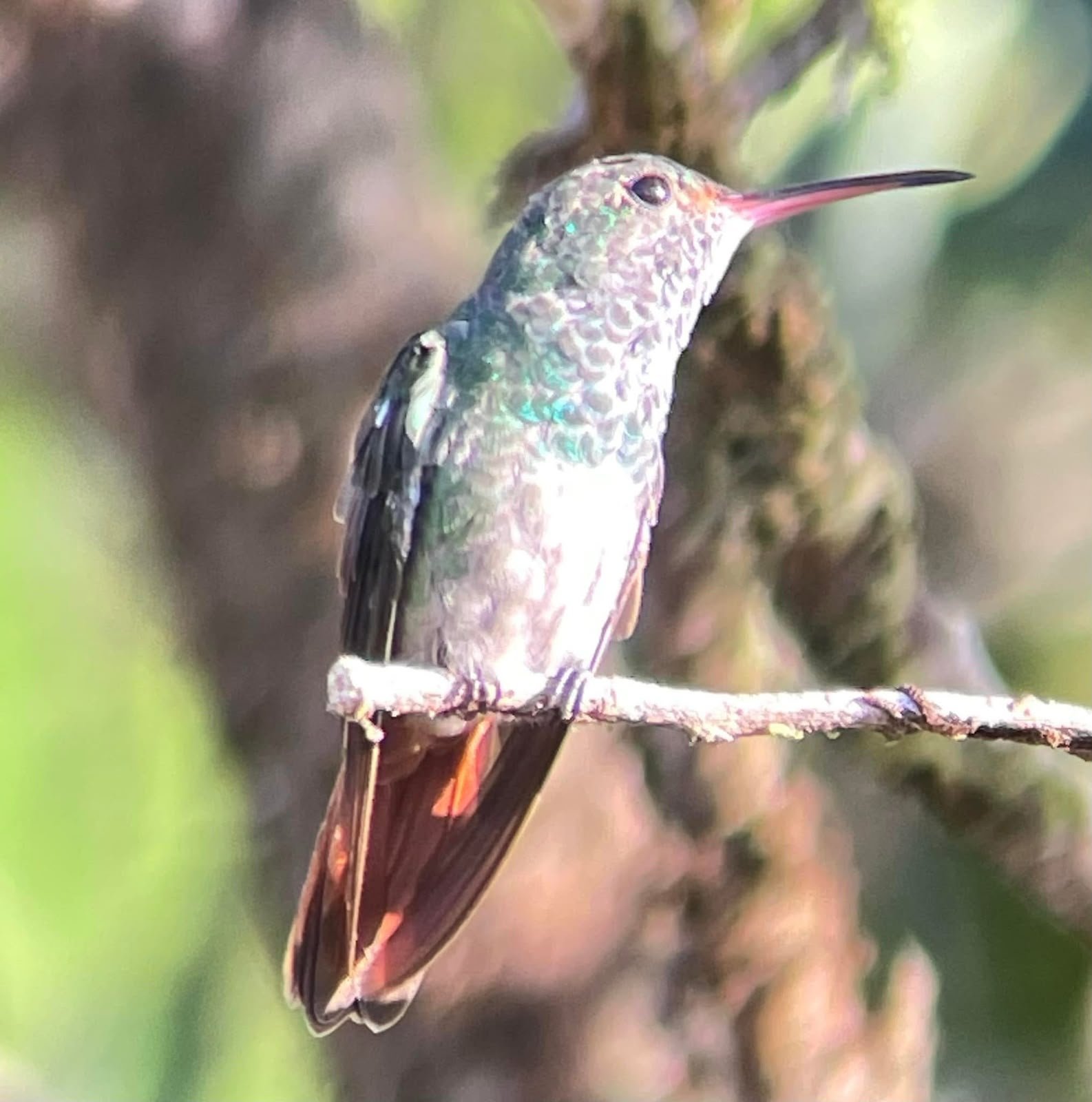 Colibrí observado durante la experiencia en Corcovado