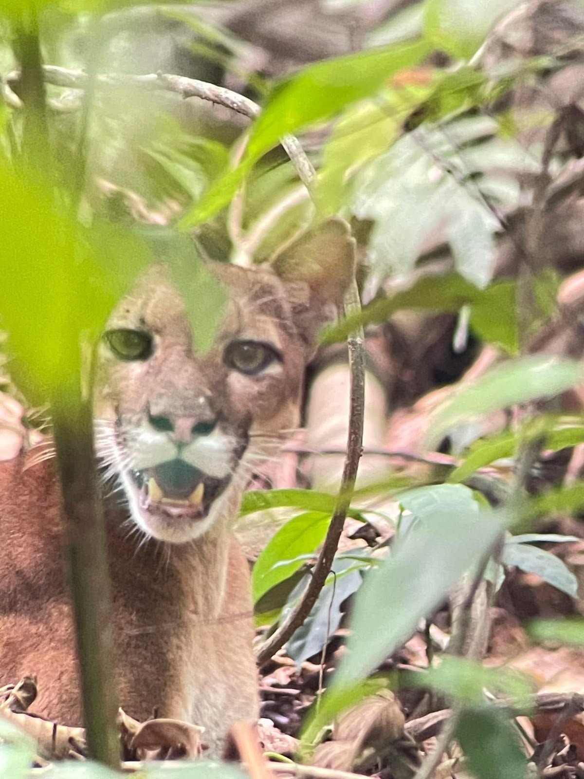 Fauna silvestre de Corcovado