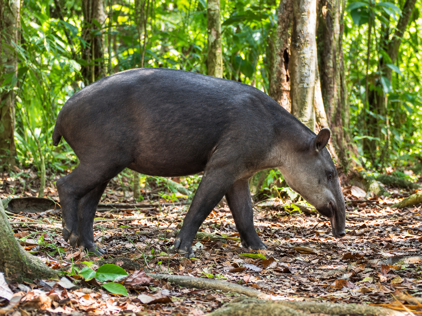 Tapir en el bosque del Parque Nacional Corcovado